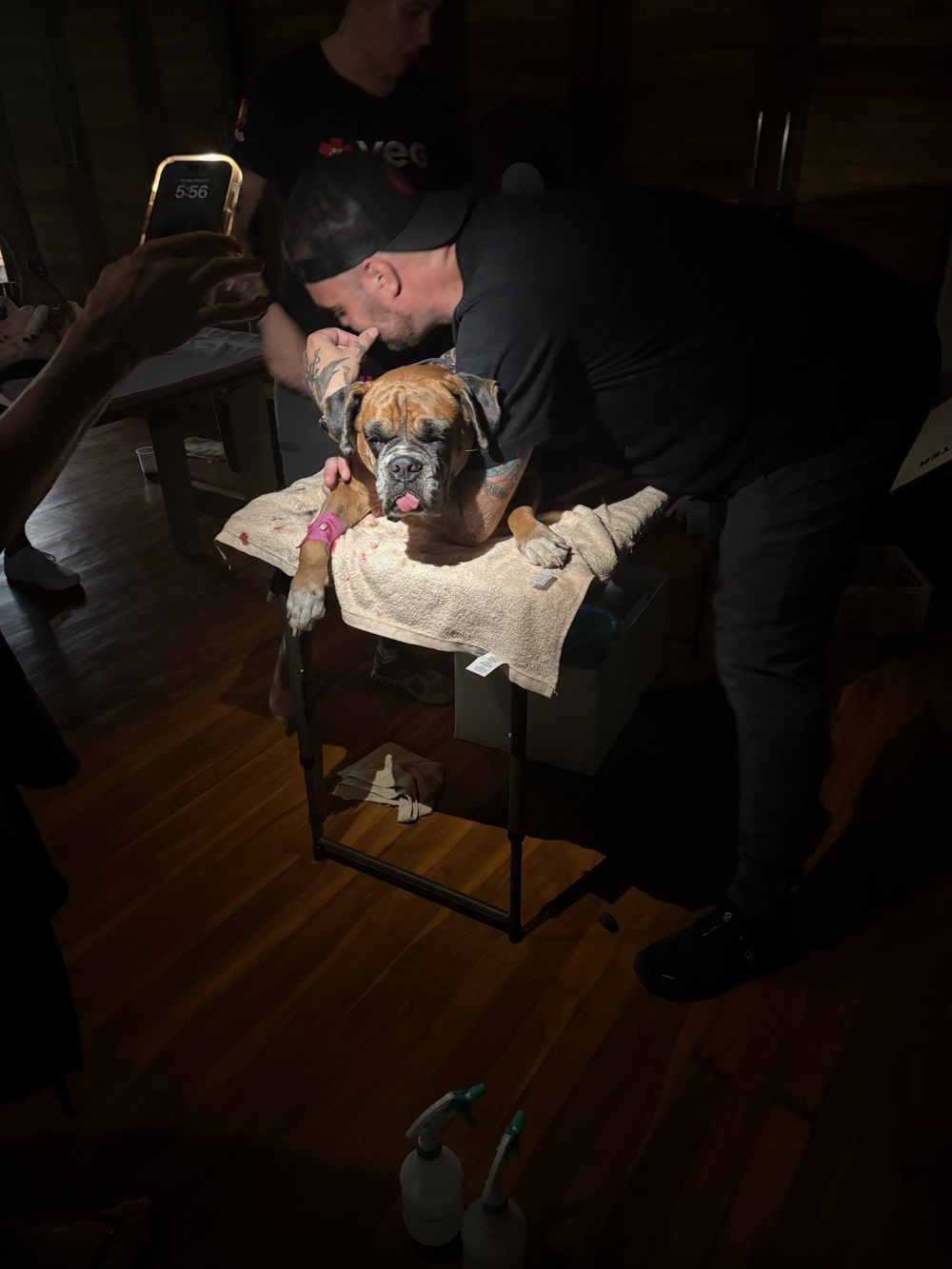A PRCP volunteer gently kisses a boxer dog on the forehead as it rests after surgery