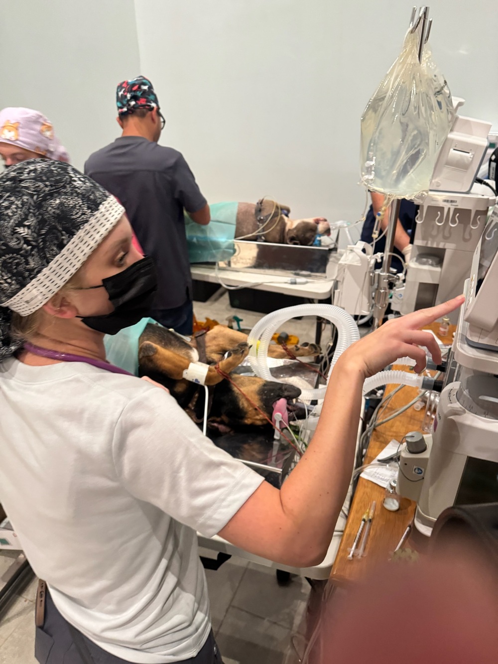 A veterinary team member adjusts anesthesia equipment while multiple dogs undergo surgery in the background