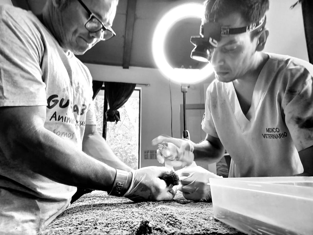 Veterinary treatment in progress with Guayabo staff