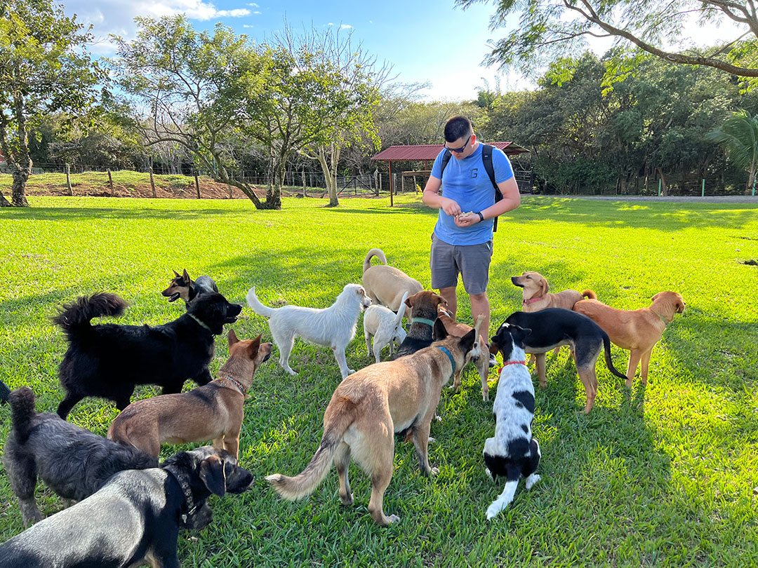 Dogs gathered at the Guayabo sanctuary grounds